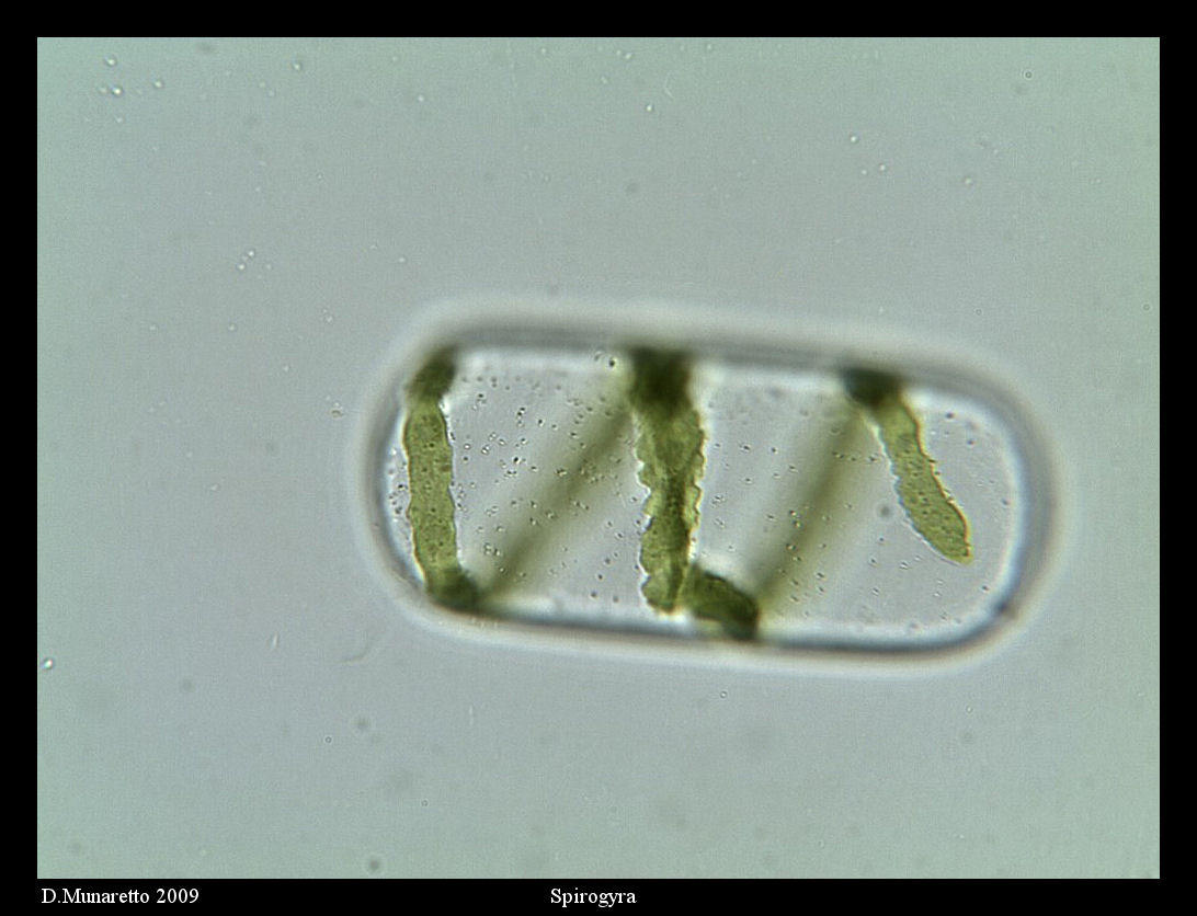 Spirogyra...?